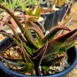 ALOE turkanensis Succulent Garden Plants 10 PCS Seeds