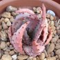 ALOE turkanensis Succulent Garden Plants 10 PCS Seeds
