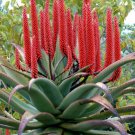 Aloe Turtle Boss Aloe BITTER ALOE Red Aloe 10 PCS Seeds Aloe Turtle Boss Aloe BITTER ALOE Red Aloe 10 PCS Seeds