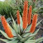 Aloe Turtle Boss Aloe BITTER ALOE Red Aloe 10 PCS Seeds