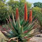 Aloe Turtle Boss Aloe BITTER ALOE Red Aloe 10 PCS Seeds