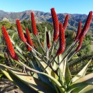 Aloe rupestris Succulents Garden Plants Century Plant 10 PCS Seeds