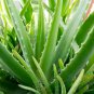 Aloe Houseplants Succulent Aloe Vera Green Color 200 PCS Seeds