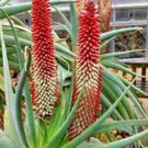 Aloe speciosa Succulents Garden Plants 10 PCS Seeds