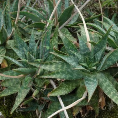ALOE maculata Succulent Garden Plants 10 PCS Seeds