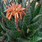 ALOE maculata Succulent Garden Plants 10 PCS Seeds