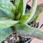 ALOE maculata Succulent Garden Plants 10 PCS Seeds
