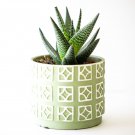 Aloe Mix Succulents Garden Plants 100 PCS Seeds