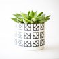Aloe Mix Succulents Garden Plants 100 PCS Seeds