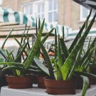 Aloe Mixed Succulents Garden Plants 10 PCS Seeds