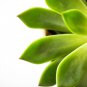 Aloe Mixed Succulents Garden Plants 10 PCS Seeds