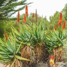 Aloe Mudenensis Succulents Garden Plants 10 PCS Seeds