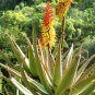 Aloe Mudenensis Succulents Garden Plants 10 PCS Seeds