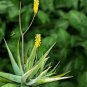 Aloe Mudenensis Succulents Garden Plants 10 PCS Seeds