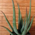 Aloe grandidentata Succulent Garden Plants 10 PCS Seeds