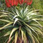 Aloe grandidentata Succulent Garden Plants 10 PCS Seeds