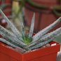 Aloe grandidentata Succulent Garden Plants 10 PCS Seeds