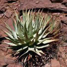 ALOE Hereroensis Succulents Garden Plants 10 PCS Seeds ALOE Hereroensis Succulents Garden Plants 10 PCS Seeds
