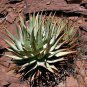 ALOE Hereroensis Succulents Garden Plants 10 PCS Seeds