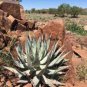 ALOE Hereroensis Succulents Garden Plants 10 PCS Seeds