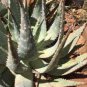 ALOE Hereroensis Succulents Garden Plants 10 PCS Seeds