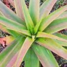 Aloe lineata Succulents Garden Plants 10 PCS Seeds Aloe lineata Succulents Garden Plants 10 PCS Seeds