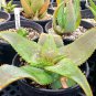 Aloe lineata Succulents Garden Plants 10 PCS Seeds
