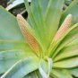 Aloe lineata Succulents Garden Plants 10 PCS Seeds