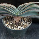 Aloe Love Heart Shape Suprafoliata 10 PCS Seeds Aloe Love Heart Shape Suprafoliata 10 PCS Seeds