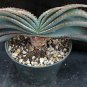 Aloe Love Heart Shape Suprafoliata 10 PCS Seeds