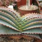 Aloe Love Heart Shape Suprafoliata 10 PCS Seeds