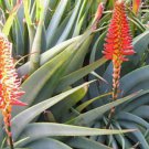 Aloe lutescens Succulents Garden Plants 10 PCS Seeds Aloe lutescens Succulents Garden Plants 10 PCS Seeds