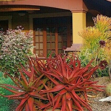 Aloe Elegans Succulents Garden Plants 10 PCS Seeds