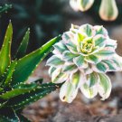 Aloe gilbertii Succulents Garden Plants 10 PCS Seeds