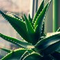 Aloe gilbertii Succulents Garden Plants 10 PCS Seeds