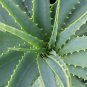 Aloe gilbertii Succulents Garden Plants 10 PCS Seeds