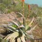 ALOE Glauca Succulents Garden Plants 10 PCS Seeds