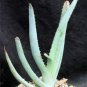 ALOE Glauca Succulents Garden Plants 10 PCS Seeds