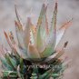 ALOE Glauca Succulents Garden Plants 10 PCS Seeds