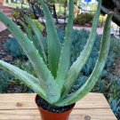 Aloe globuligemma Succulents Garden Plants 10 PCS Seeds Aloe globuligemma Succulents Garden Plants 10 PCS Seeds