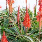 Aloe candelabrum Succulents Garden Plants 10 PCS Seeds