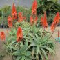 Aloe candelabrum Succulents Garden Plants 10 PCS Seeds