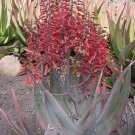 Aloe chabaudii Succulent Garden Plants 10 PCS Seeds Aloe chabaudii Succulent Garden Plants 10 PCS Seeds