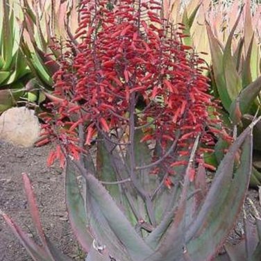 Aloe chabaudii Succulent Garden Plants 10 PCS Seeds