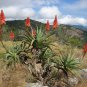 Aloe chabaudii Succulent Garden Plants 10 PCS Seeds