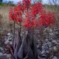 Aloe chabaudii Succulent Garden Plants 10 PCS Seeds