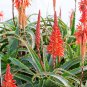 Aloe Claviflora Kraal Aloe Garden Plants 10 PCS Seeds