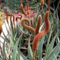 Aloe Claviflora Kraal Aloe Garden Plants 10 PCS Seeds