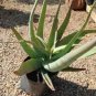 Aloe cryptopoda Succulents Garden Plants 10 PCS Seeds
