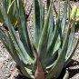 Aloe cryptopoda Succulents Garden Plants 10 PCS Seeds